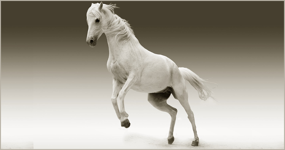 घोड़ो के बारे में 25 रोचक तथ्य । Horse In Hindi - ←GazabHindi→